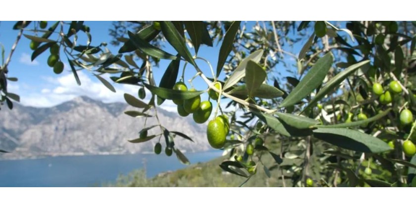 Raccolta delle olive - tutto ciò che ti occorre 